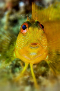 African blenny, yellow phase by Marco Gargiulo 